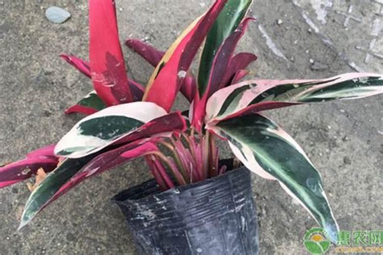 彩虹竹芋的养殖方法和注意事项大全