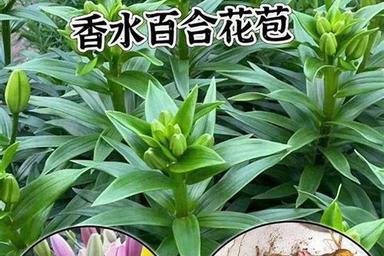 如何种植百合花