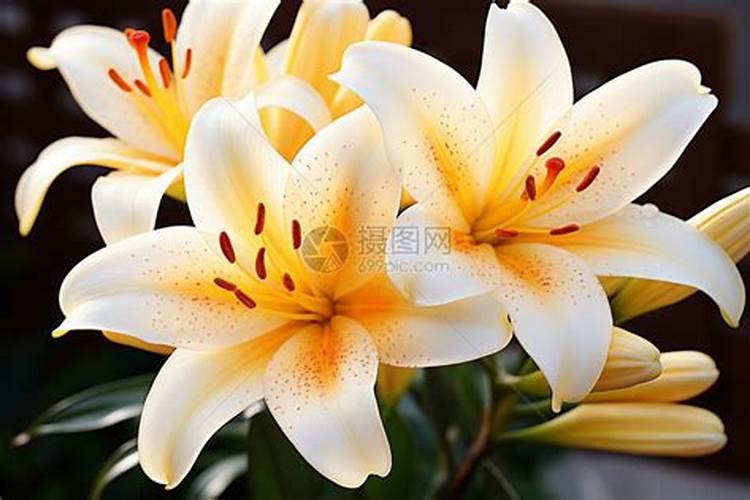 百合花要怎样才能种好？