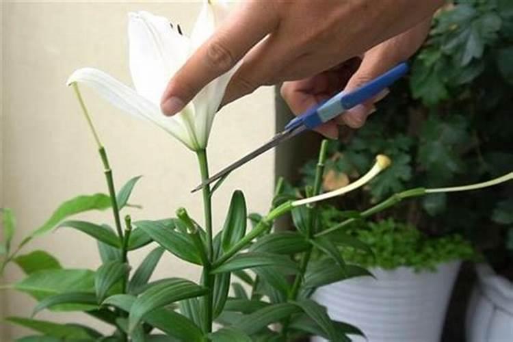 鲜切白菊花的种植方法