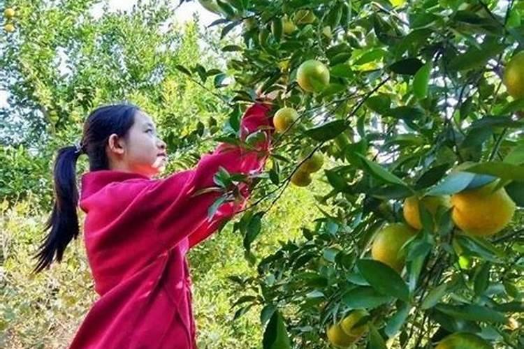 柑橘施什么肥可以增加甜度(柑橘施叶面肥果子会很甜)