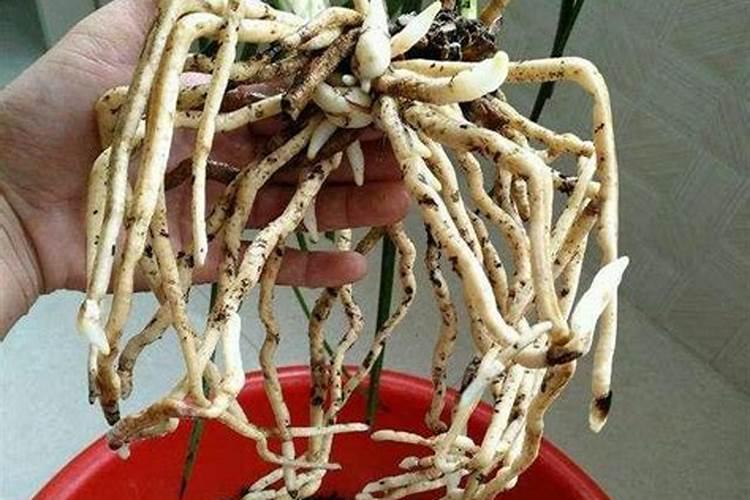 兰花用什么肥料最好,自制兰花肥料最简单