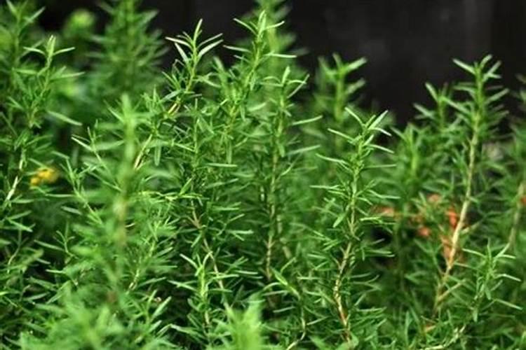 迷迭香的施肥方法