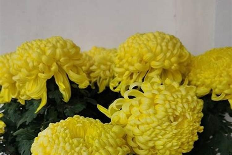 菊花施肥方法