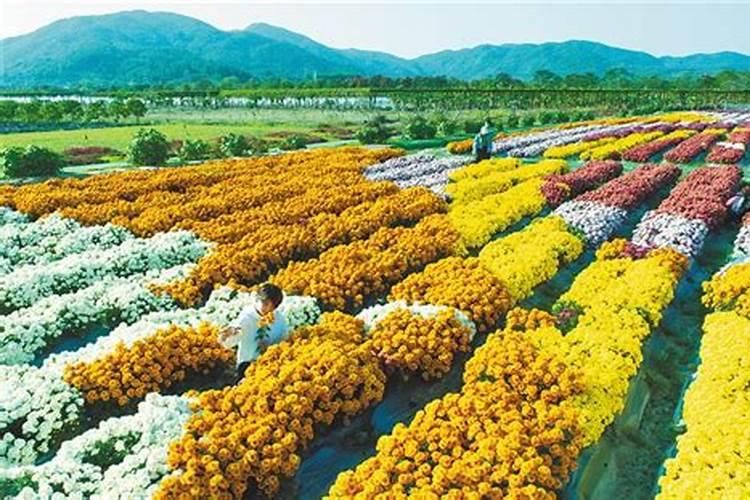 菊花矮化药物和叶面肥能同时用吗？