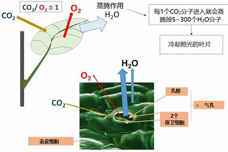 磷肥对植物光合作用的影响