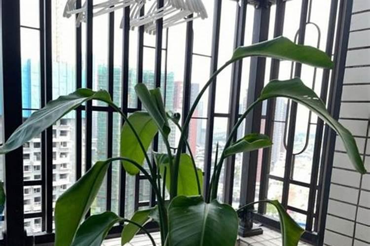 天堂鸟绿植怎么养 ,学会养护技巧,叶片肥绿窜老高