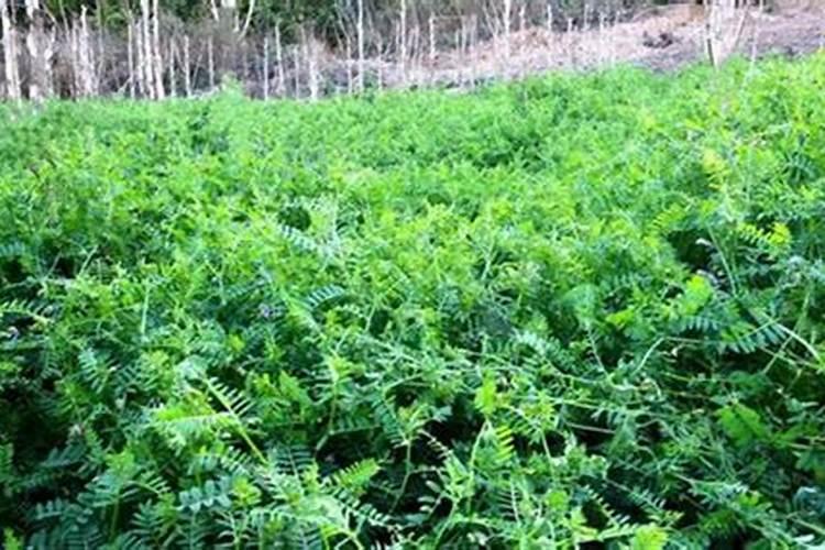 苕子种植时间和方法,苕子栽培技术要点