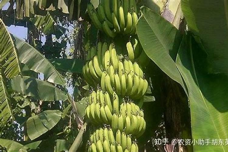 施肥后久晴遇雨,为什么肥害更快