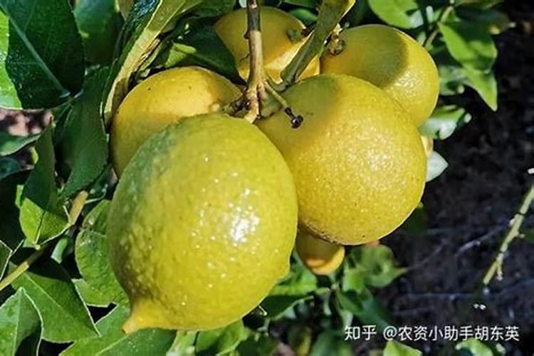 果树肥害,大水灌溉你感觉是利是弊？