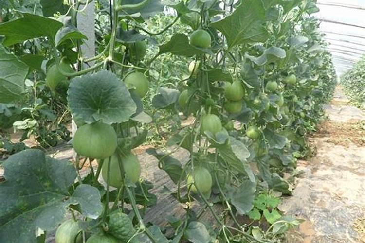 想要让香瓜种的又大又甜,种植的时候要注意什么？