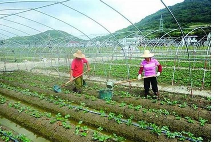 草莓怎么施肥和浇水 草莓施肥和浇水的方法