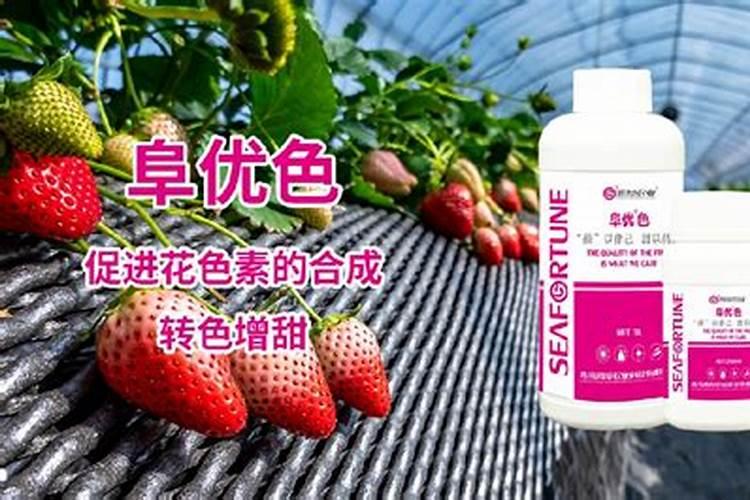 草莓施什么肥草莓怎么施肥