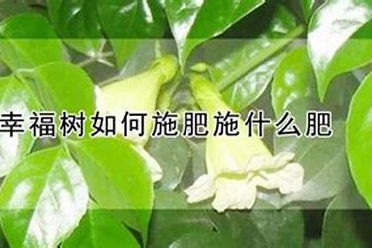 发财树叶子可以喷水吗