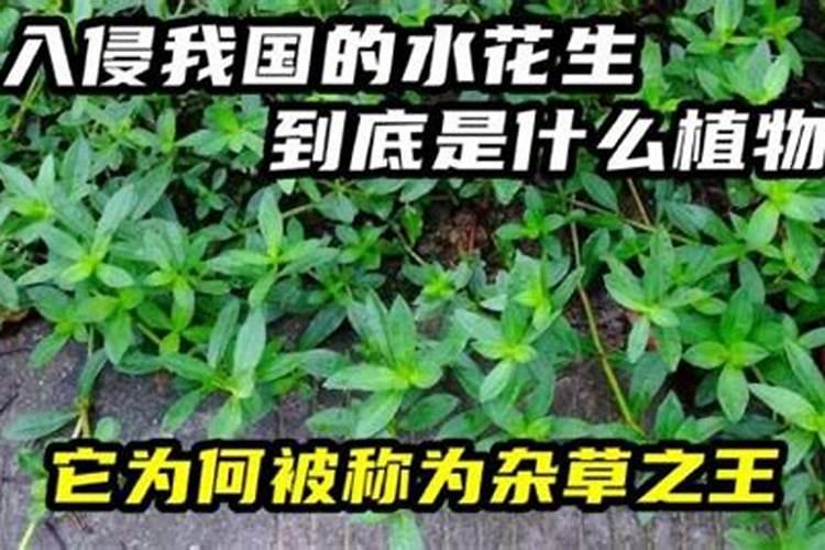 老农为什么会在韭菜收割后撒草木灰呢？他们不怕韭菜断茬口出现感染...