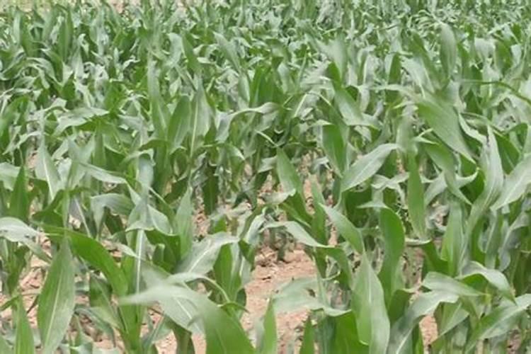 玉米的锌肥什么时候用堉产潜力大