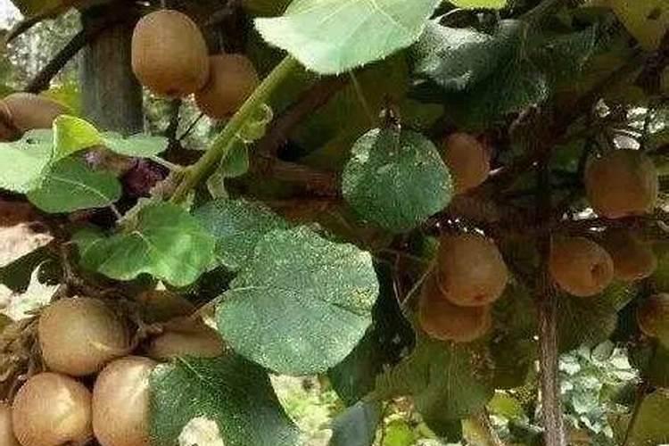 尿素与水配比多少浇树