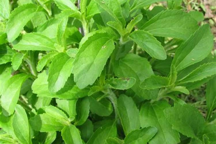 蔬菜如何科学施用锌肥 将锌肥施入土壤中