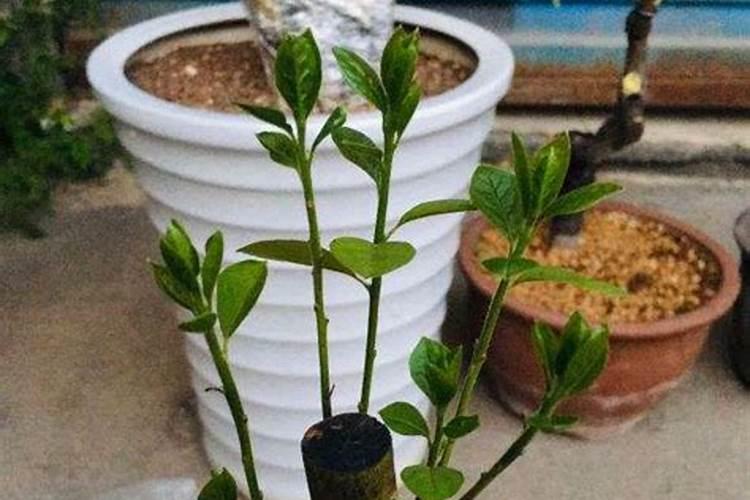 盆栽植物如何施肥,盆栽植物施什么肥效果好