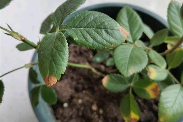 园艺师告诉你,月季施肥过量的处理方法,再也不用担心月季肥害了