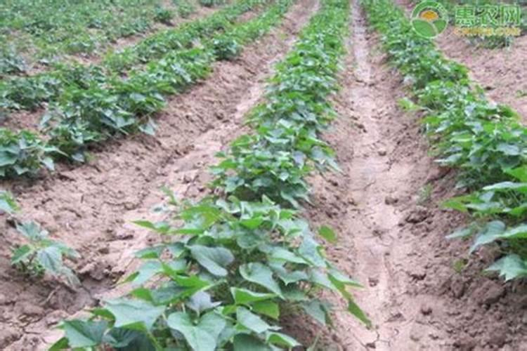 春韶水溶肥钛镁钙 好处