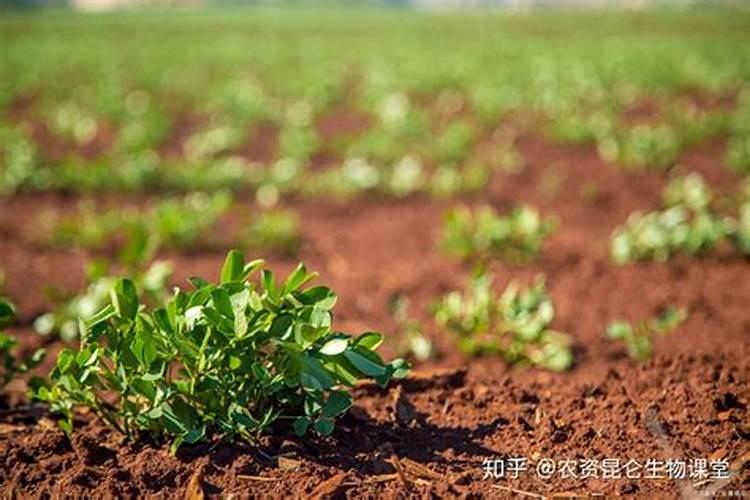 花生底肥用什么肥料好