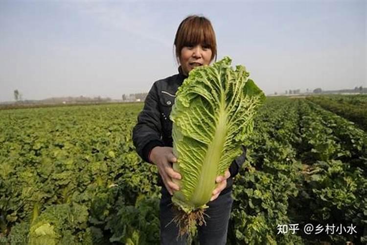 棉花是一年生的还是多年生的？