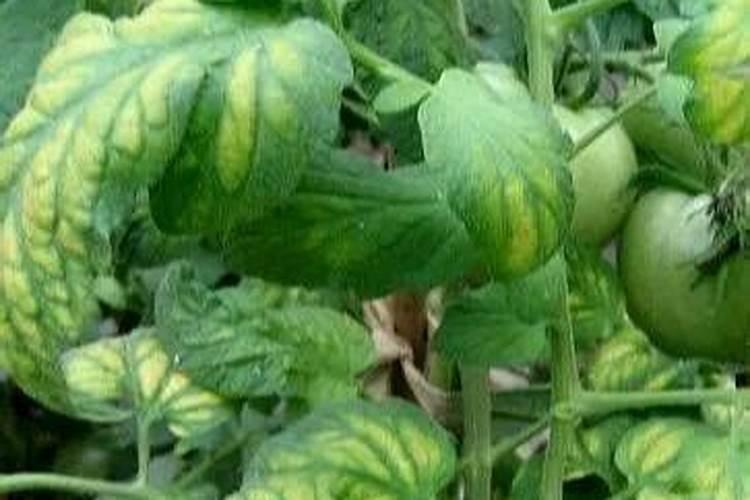 番茄叶子卷曲原因与处理方法
