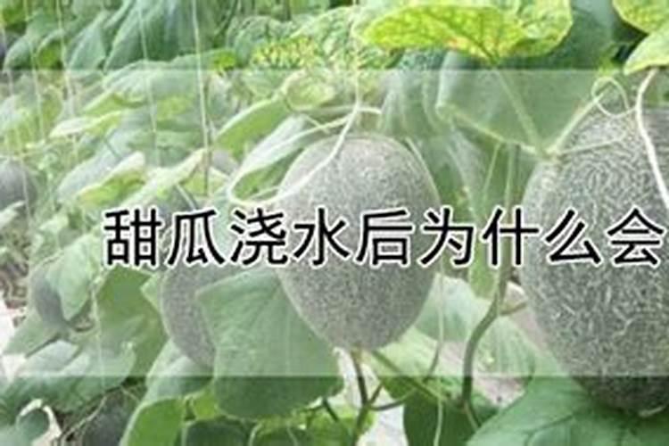 甜瓜苗期可以喷叶面肥吗？