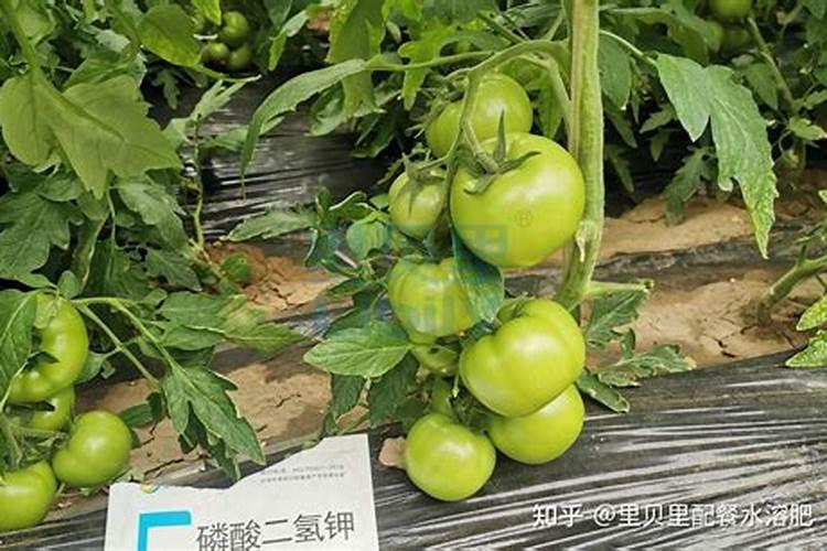 西红柿上面硼肥和硅肥能放在一起打吗？