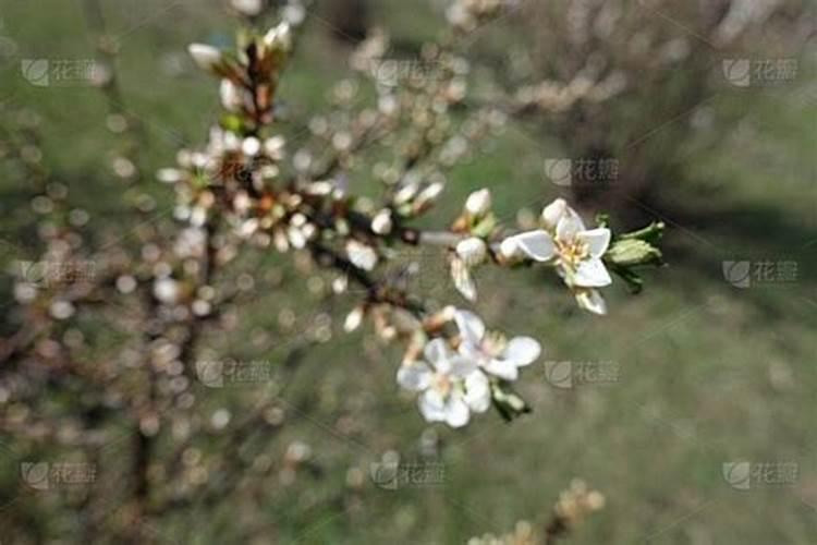 苹果树三月份施什么肥