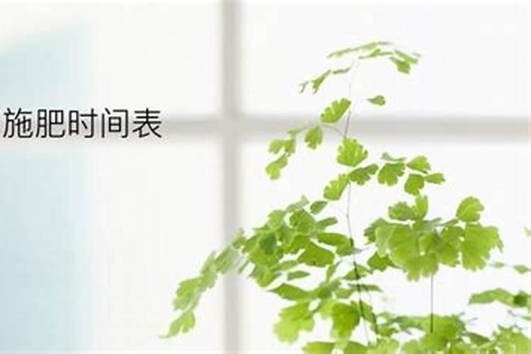 如何让郁金香在三月开花