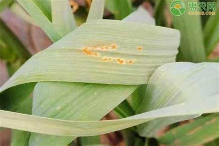 锈病哪种杀菌药最有效果？
