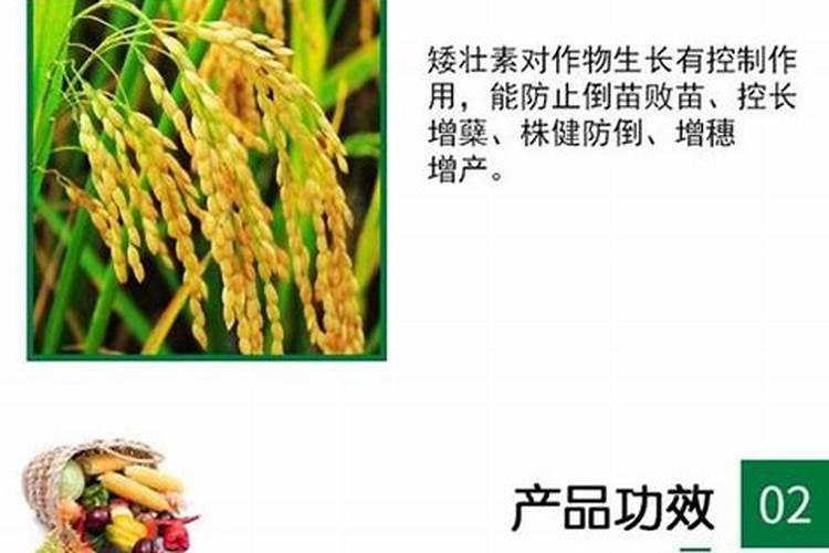 玉米矮壮素可以和叶面肥一起打吗