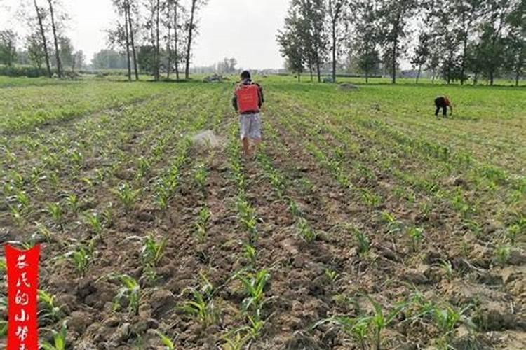 水稻矮壮素和叶面肥还有杀虫药能一起打吗