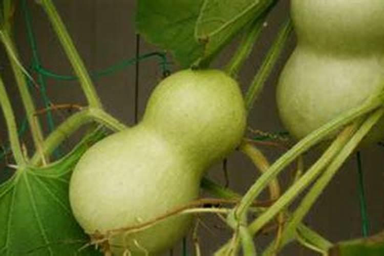 水溶肥是什么肥料怎样使用
