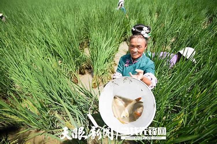 化肥跟洗涤剂哪个放水里更污染？