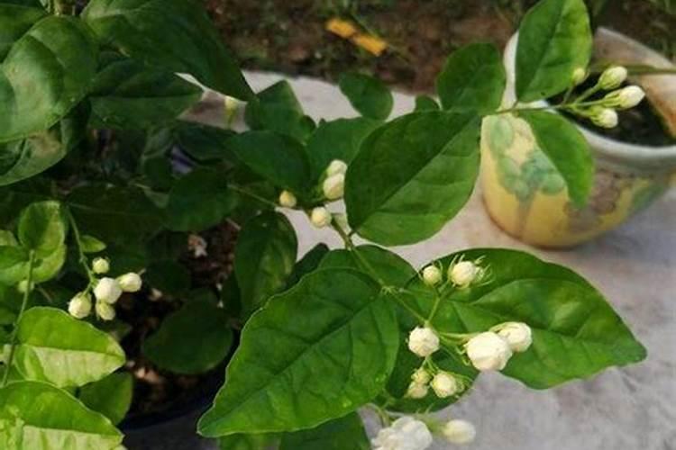 茉莉花用什么浇灌开花更旺