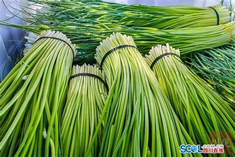 棉田套种大蒜方法 怎么施肥比较好