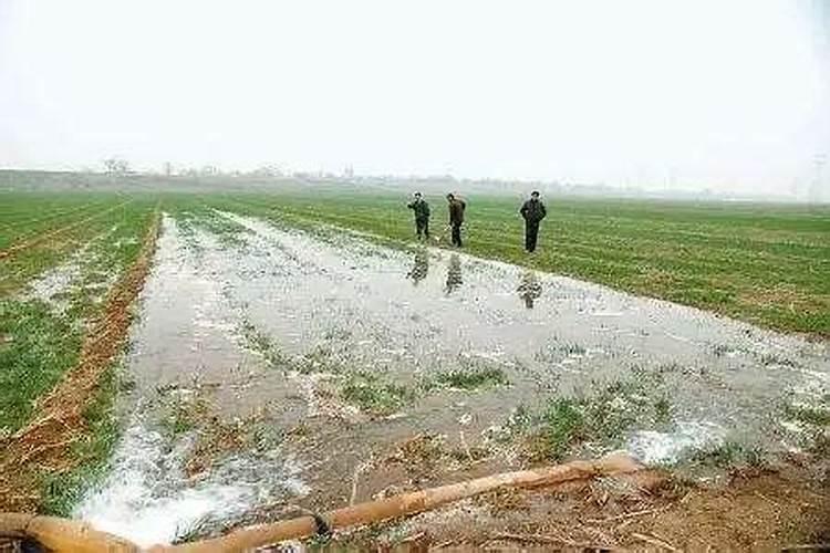 氮肥是大家非常熟悉的肥料,小麦氮肥后移技术哪些？