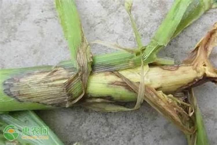 茎腐病防治的最好杀菌剂