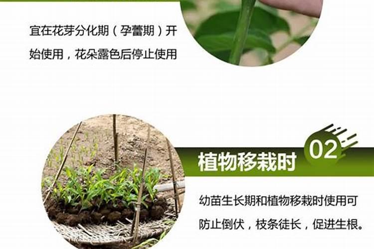 海藻肥的海藻肥的主要成分