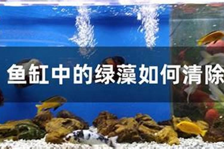 池塘水变绿咋处理