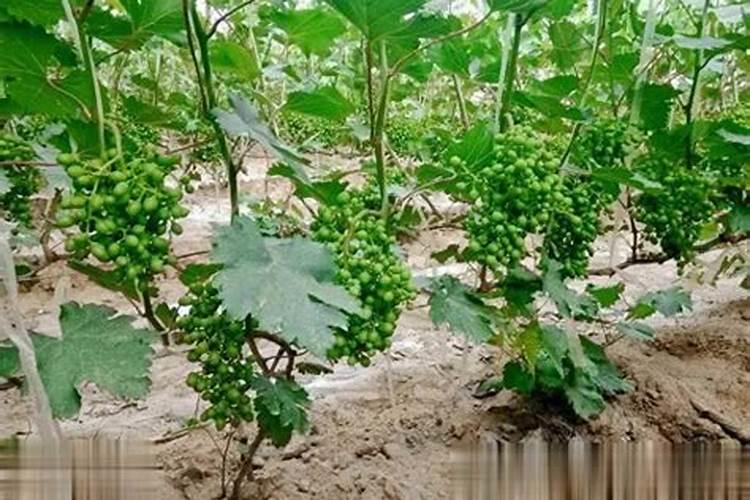 钾肥磷肥氮肥分别有什么作用