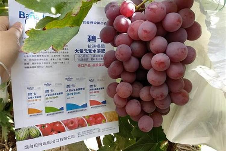 氨基酸水溶肥料的功效与作用