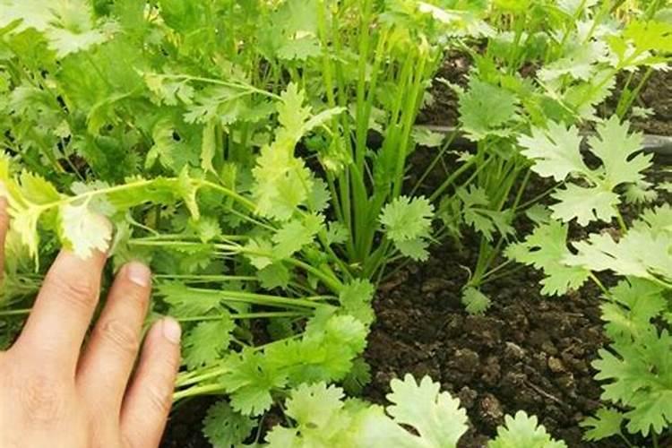 香菜施什么肥料长得快