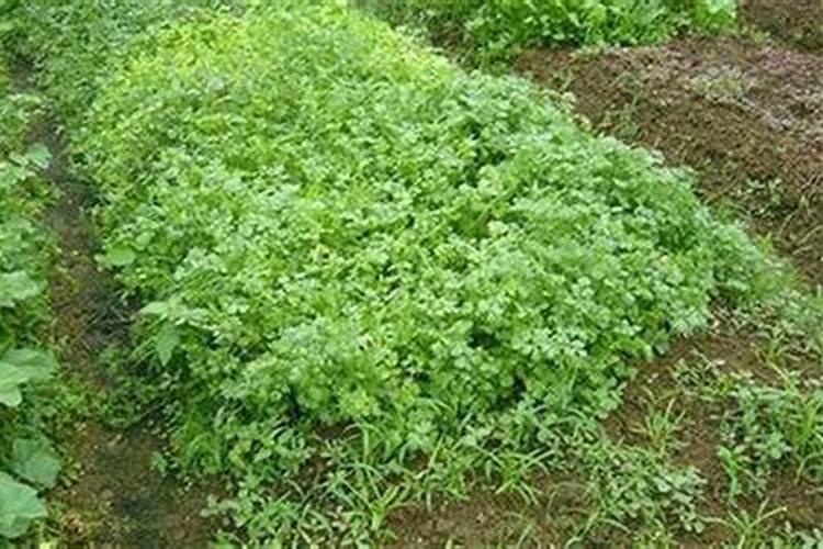 什么样的肥料适合韭菜大葱香菜