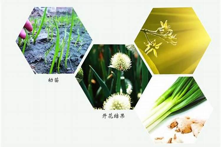 生姜专用肥料