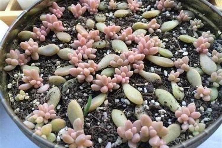 多肉植物叶插出根出芽后可以施肥吗