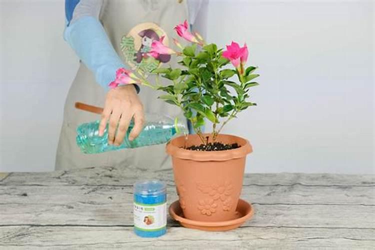 红蝉花栽培管理